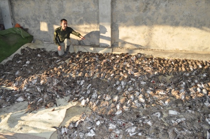 کشف و ضبط 1000 قطعه پرنده از متخلفین شکار و صید